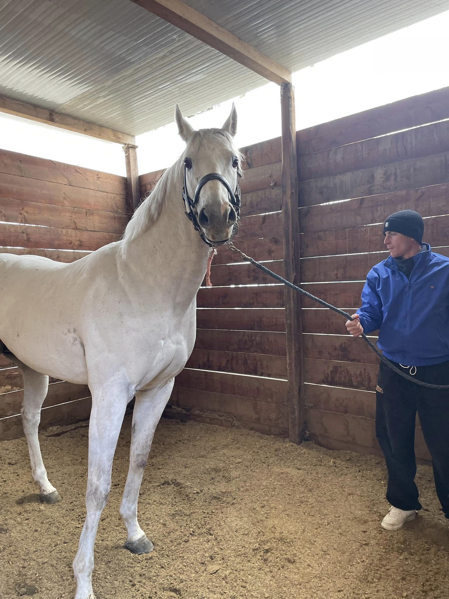 Il cavallo Anacleto è disponibile per la stagione di monta