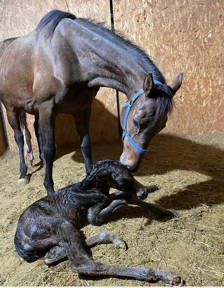 Preziosa Penelope è diventata mamma