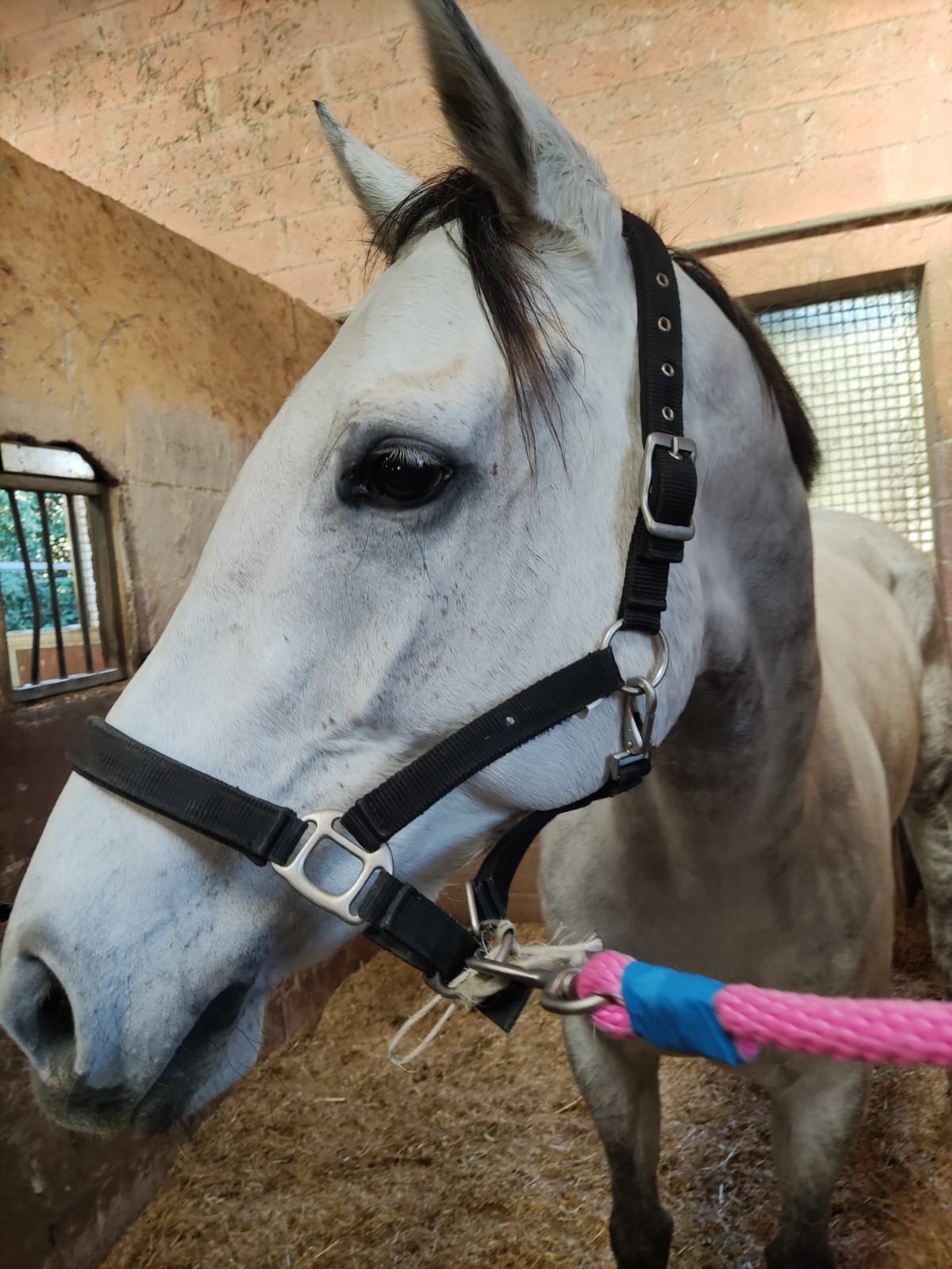 Buti: ecco il nome del cavallo di San Nicolao
