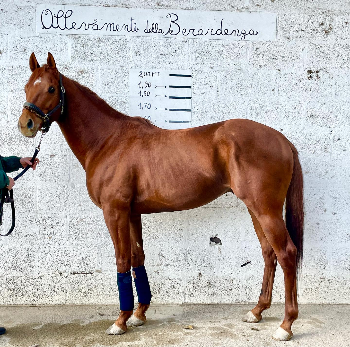 Il vincitore del Derby Sardo Massimo Meridio arriva alla scuderia di Melissa Cipriani