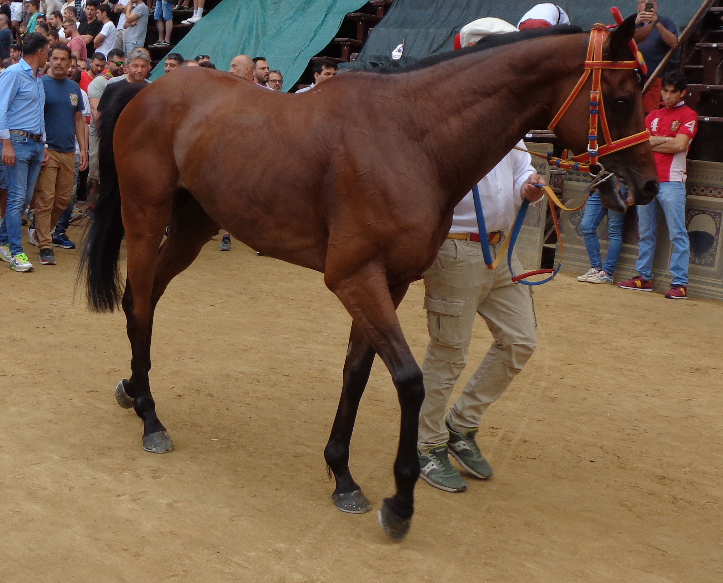 Buti: il cavallo di San Francesco sarà Anda e Bola