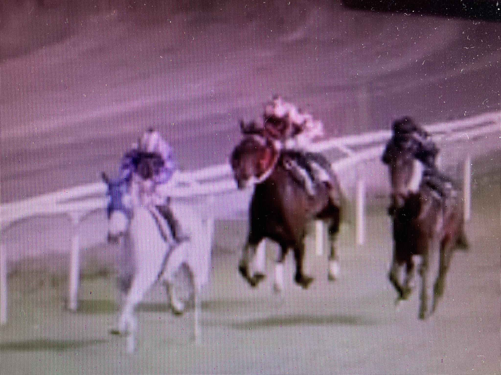 Corse in ippodromo: sabato scorso Zeta Penny ha vinto a Firenze 
