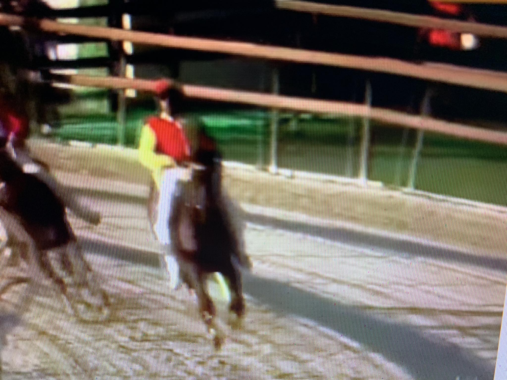 Palio di Legnano: vince Legnarello