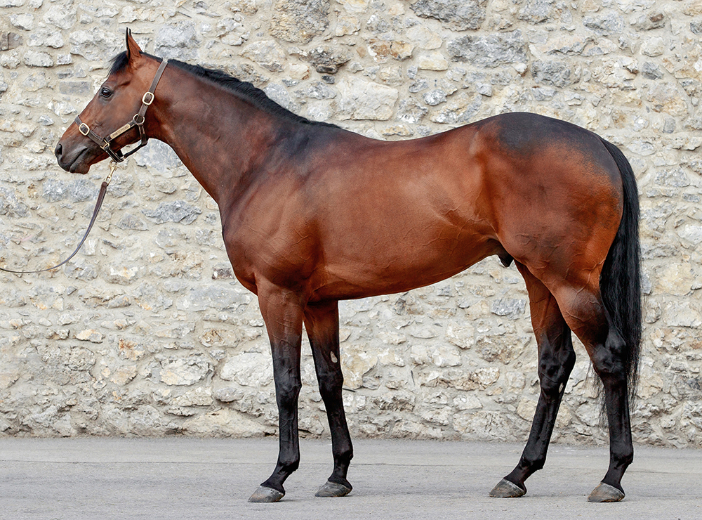 Renew Italian Breeding: la novità Inns of Court