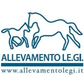 Vendita record per un cavallo di proprietà senese a Newmarket
