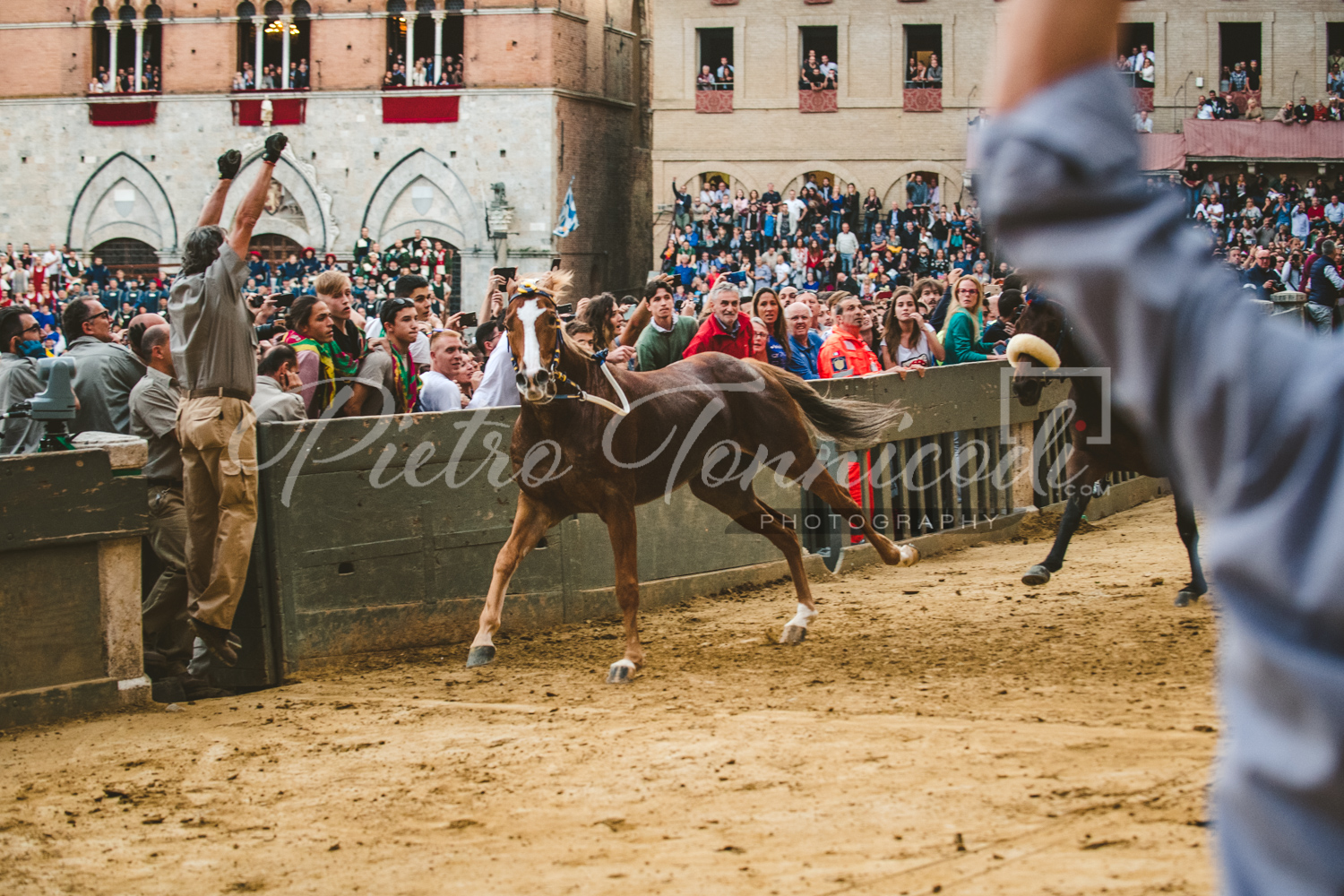 La prima vittoria di un cavallo scosso nella Tartuca