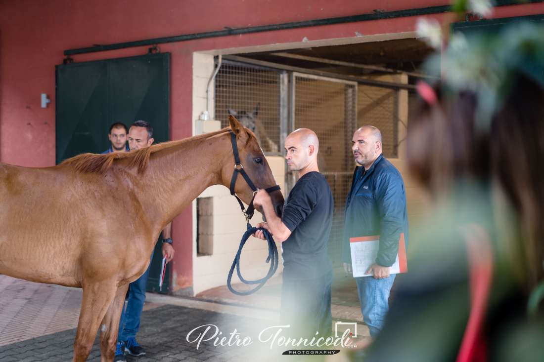 Albo cavalli 2019: terminata la giornata di Previsite