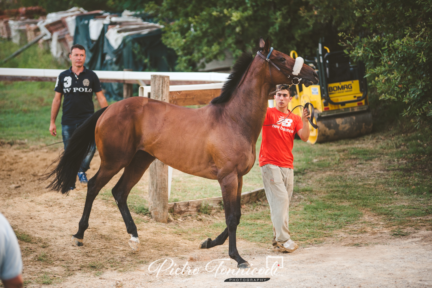 Palio 2 luglio 2019: oggi la scadenza per iscrivere i cavalli alle Previsite