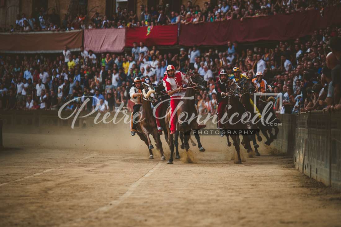 Palio 2 luglio 2019: sono 29 i cavalli che hanno corso almeno un Palio