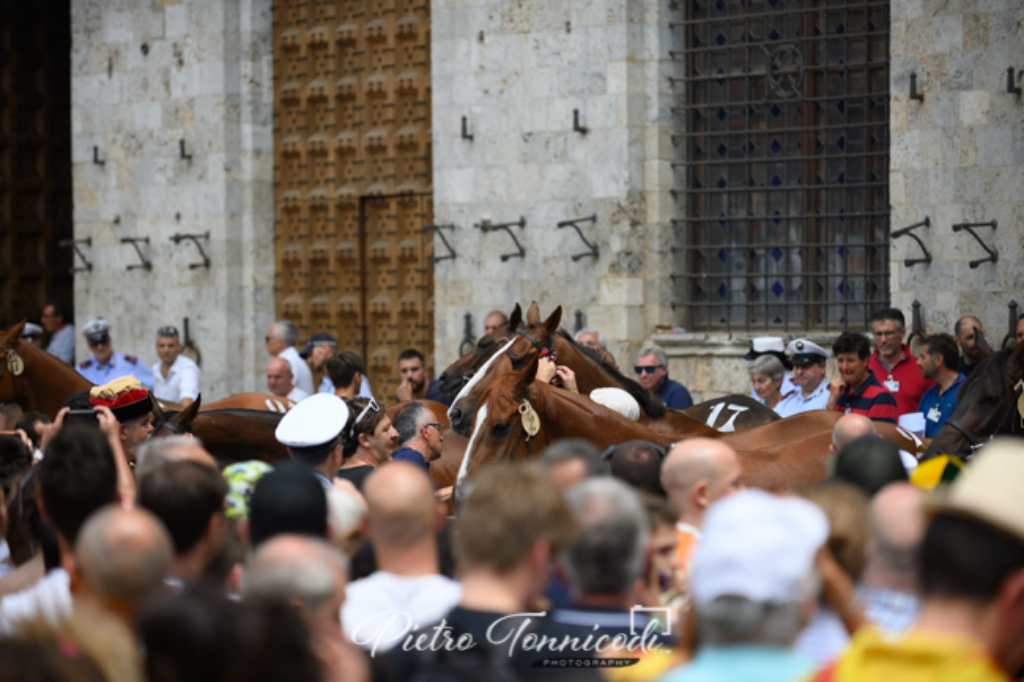 Palio 2 luglio 2019: le schede dei dieci barberi