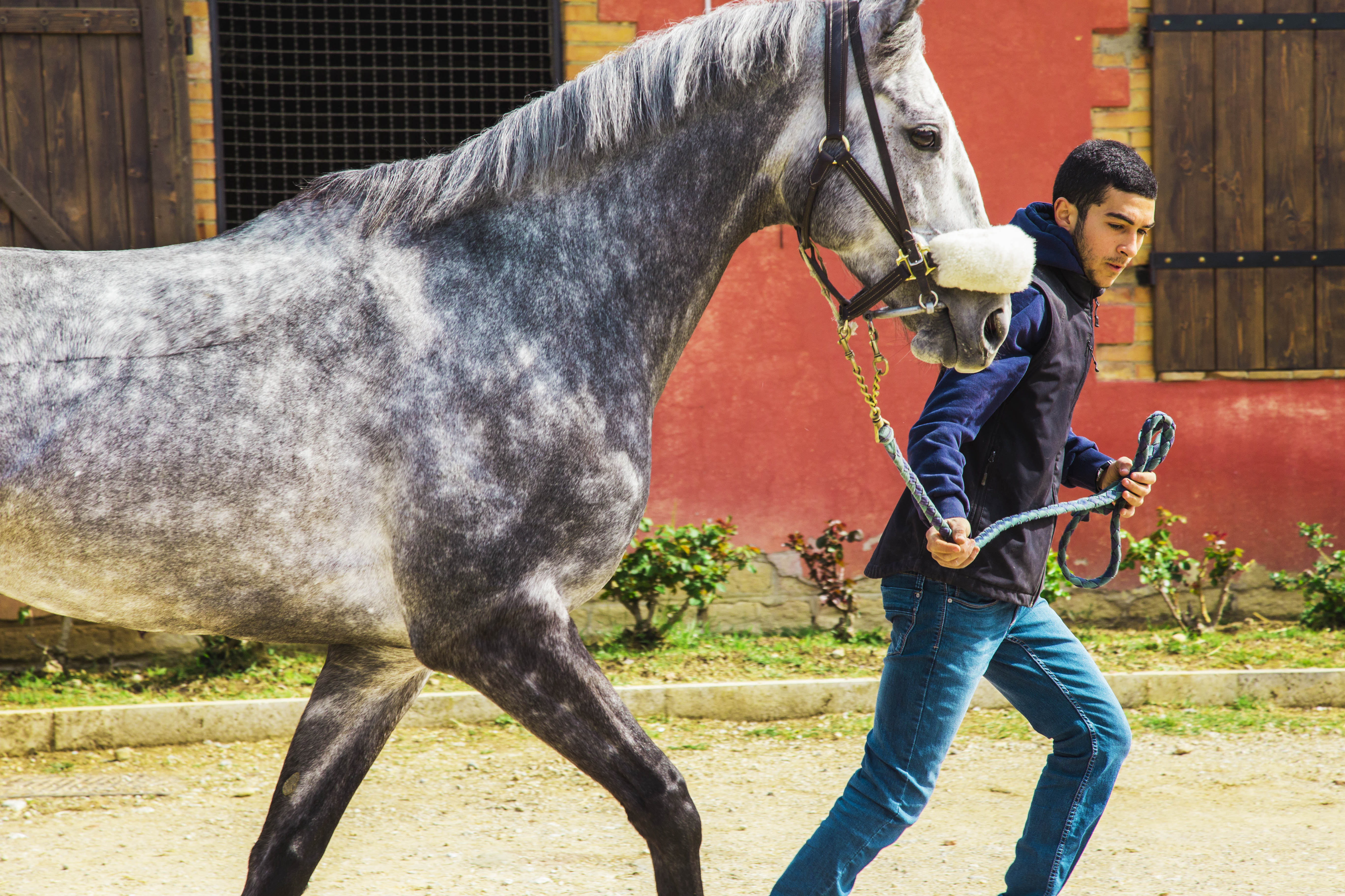 Palio 16 agosto 2019: le modalità di iscrizione dei cavalli alle Previsite