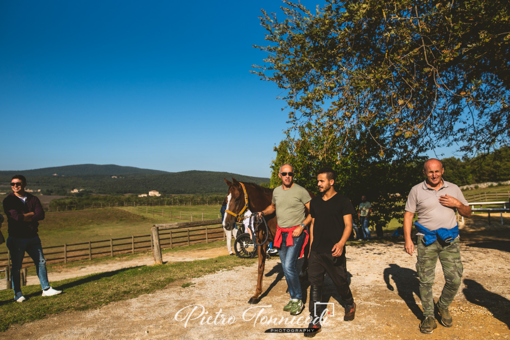 Palio 16 agosto 2019: alcuni numeri sui cavalli iscritti alle Previsite