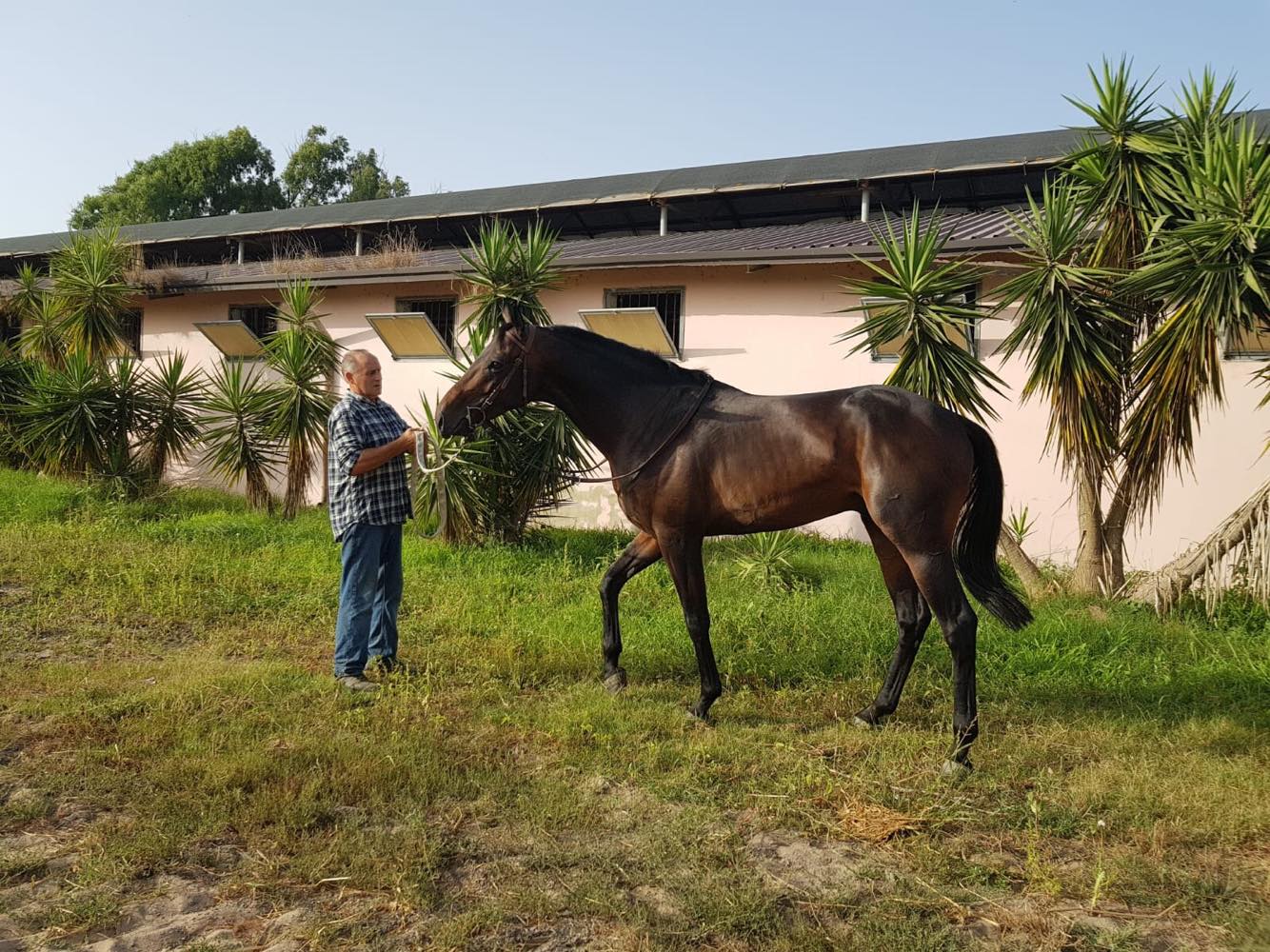 Il cavallo Urlo de Aighenta è in vendita