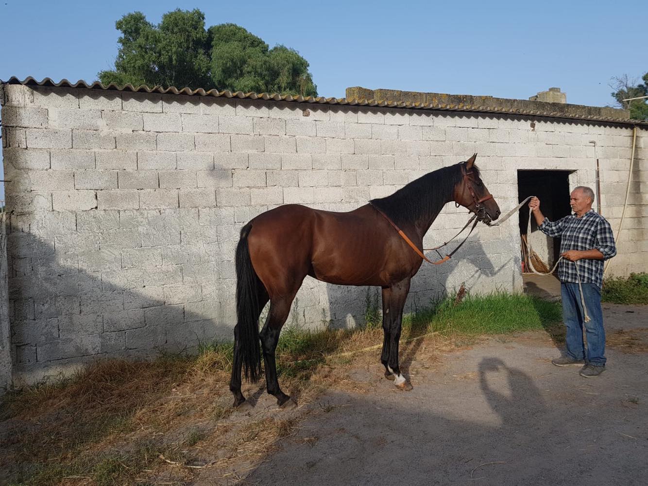 Il cavallo Asso è in vendita