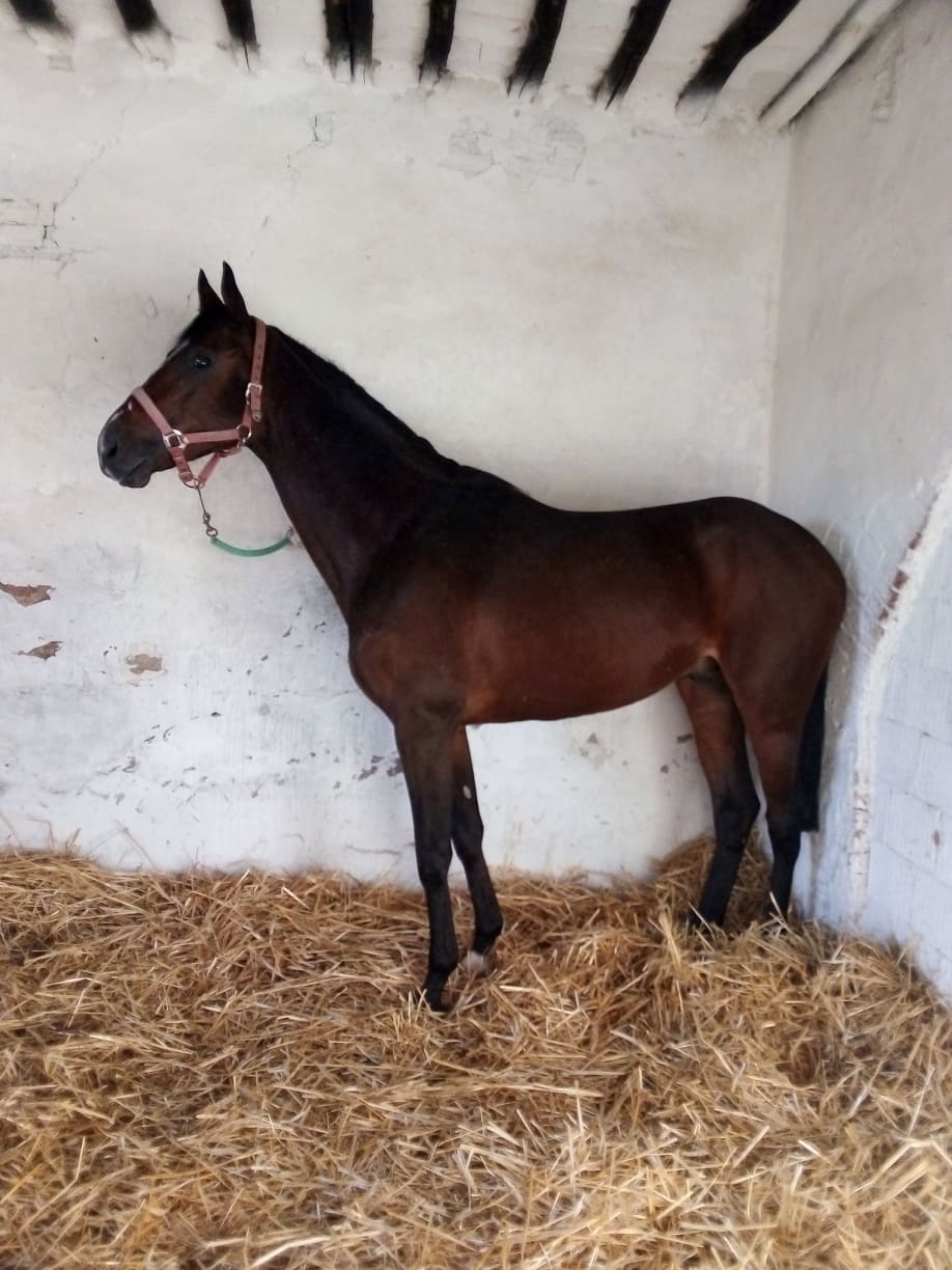 Il cavallo Vessillo è arrivato in terra senese