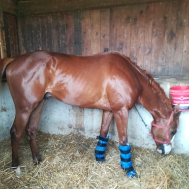 Il cavallo Aramis Charlemagne è in vendita