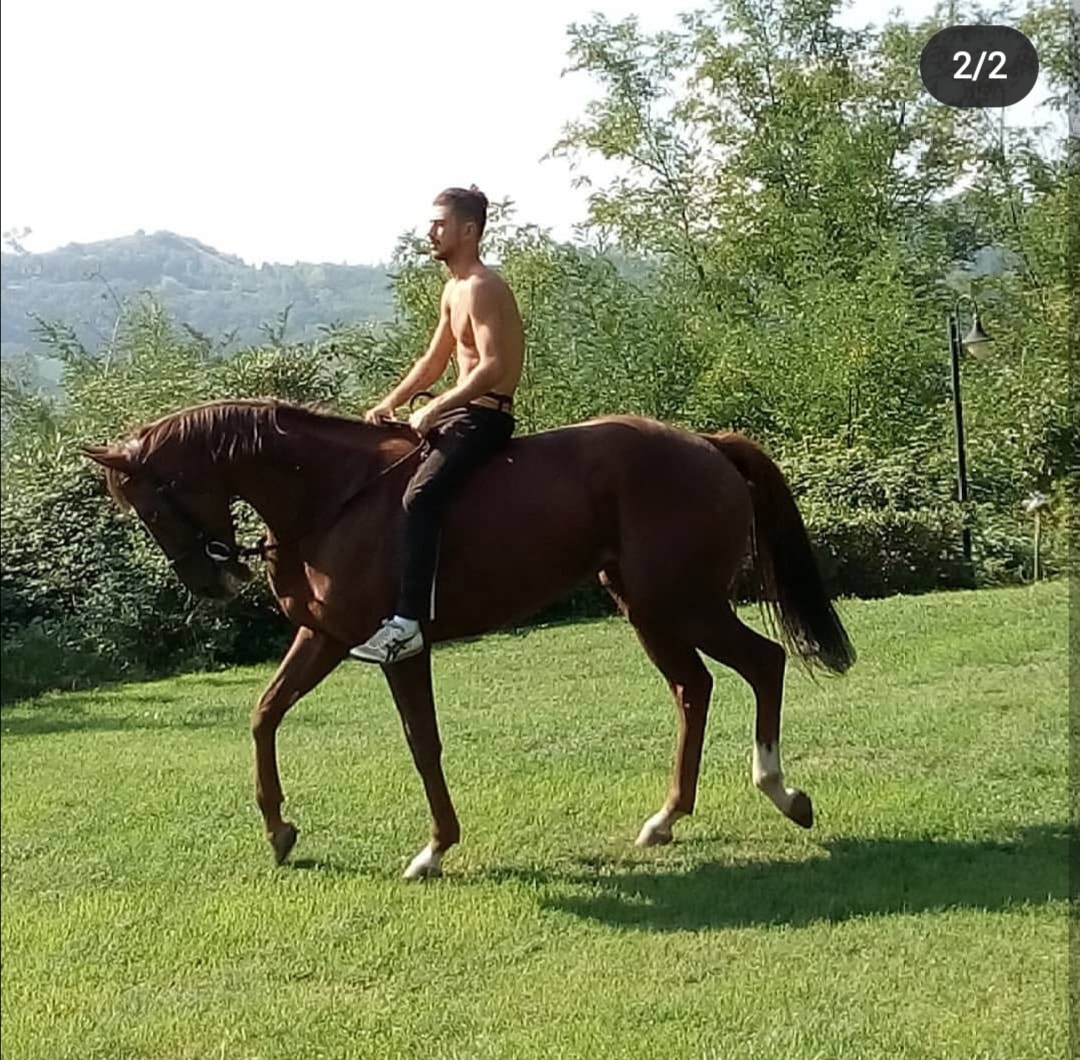 Il cavallo Uber Alles è in vendita