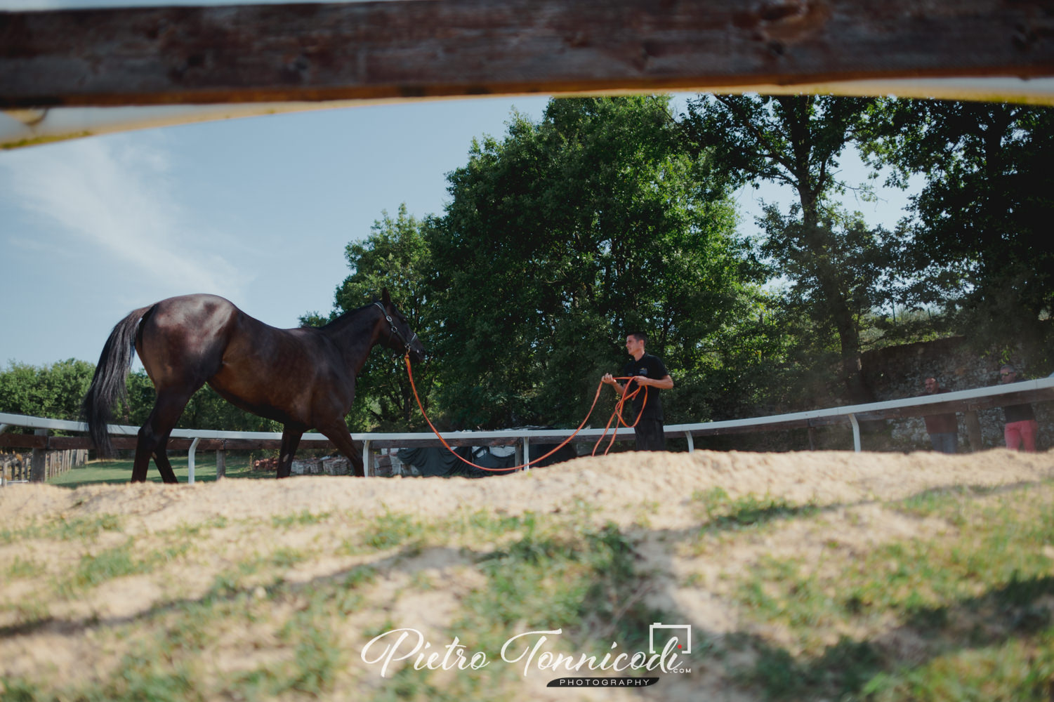 Da oggi in Toscana è possibile allenare e addestrare i cavalli