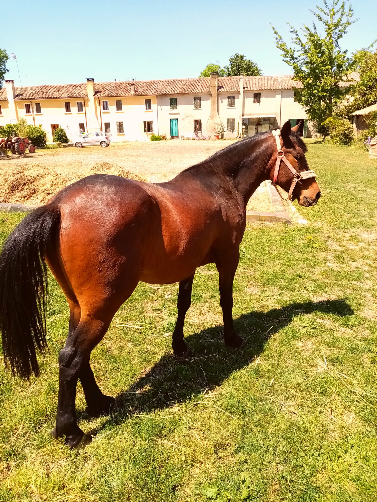 Un puledro anglo-arabo è in vendita