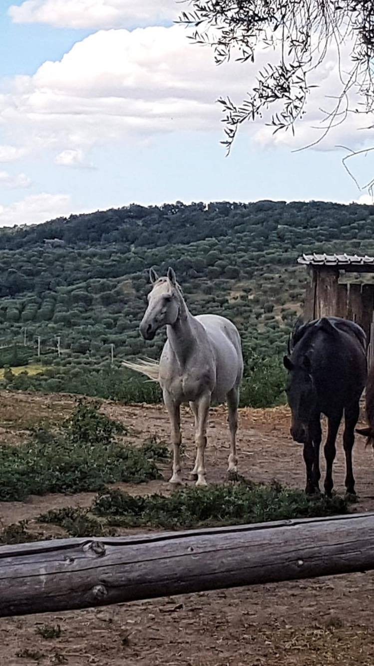 Nell'Oca in questi giorni ci saranno tre cavalli vincitori di Palio