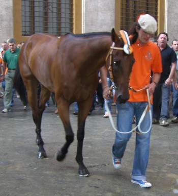 Brento: un cavallo speciale