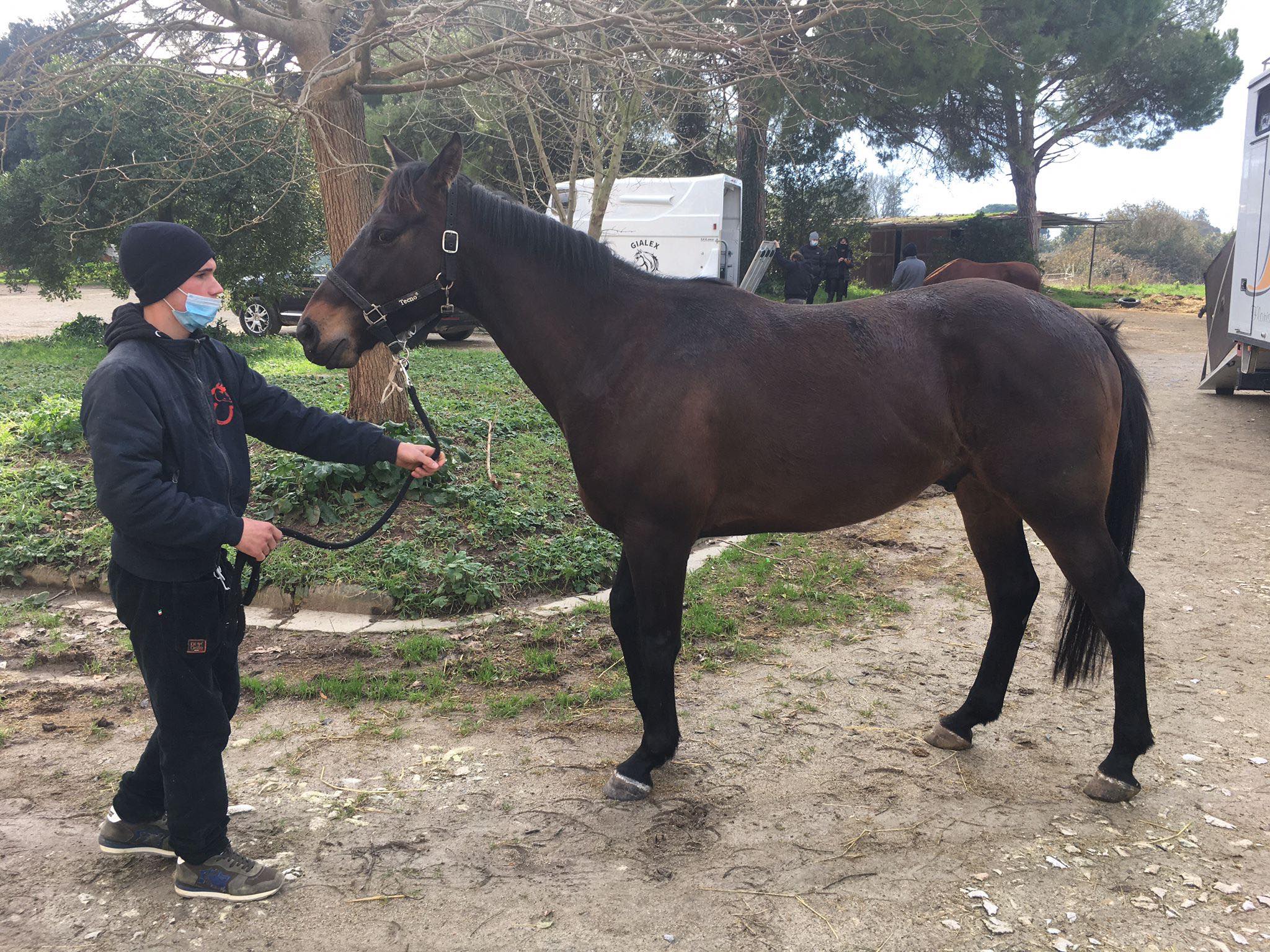 Il cavallo Assalto è arrivato alla scuderia di Vincenzo Turco