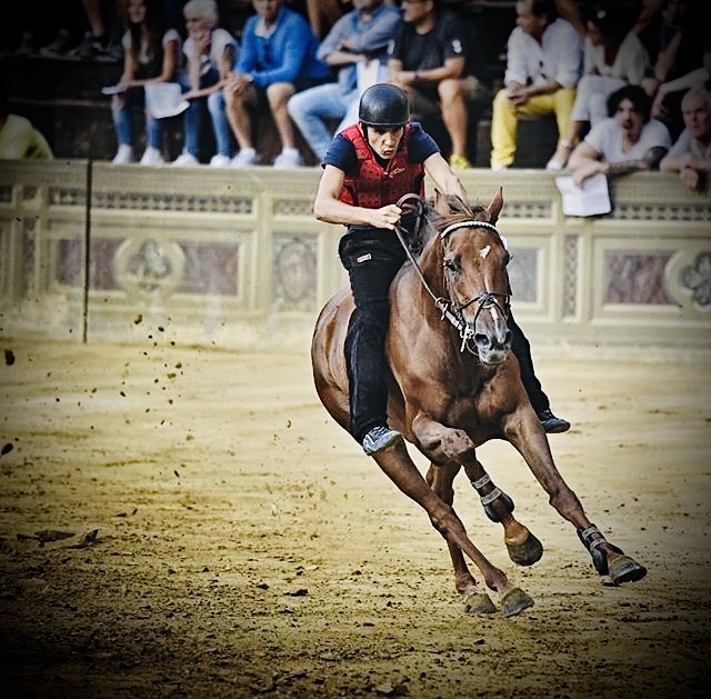 Un cavallo iscritto all'Albo è in vendita