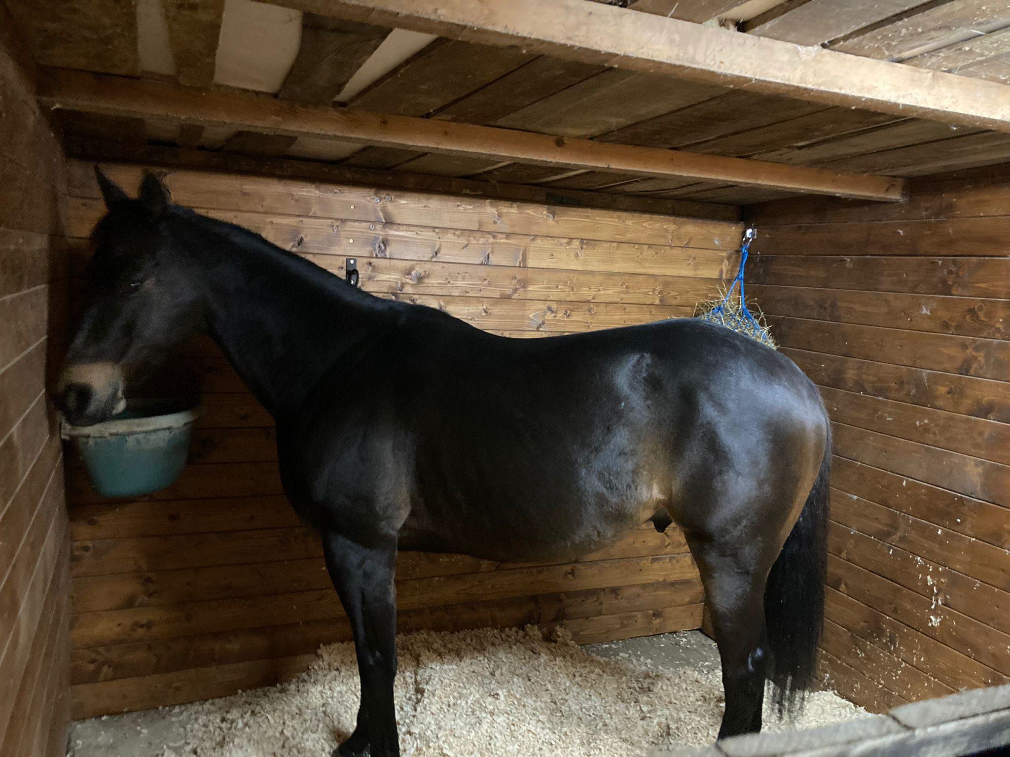 Il cavallo Assalto è arrivato alla scuderia di Federico Guglielmi