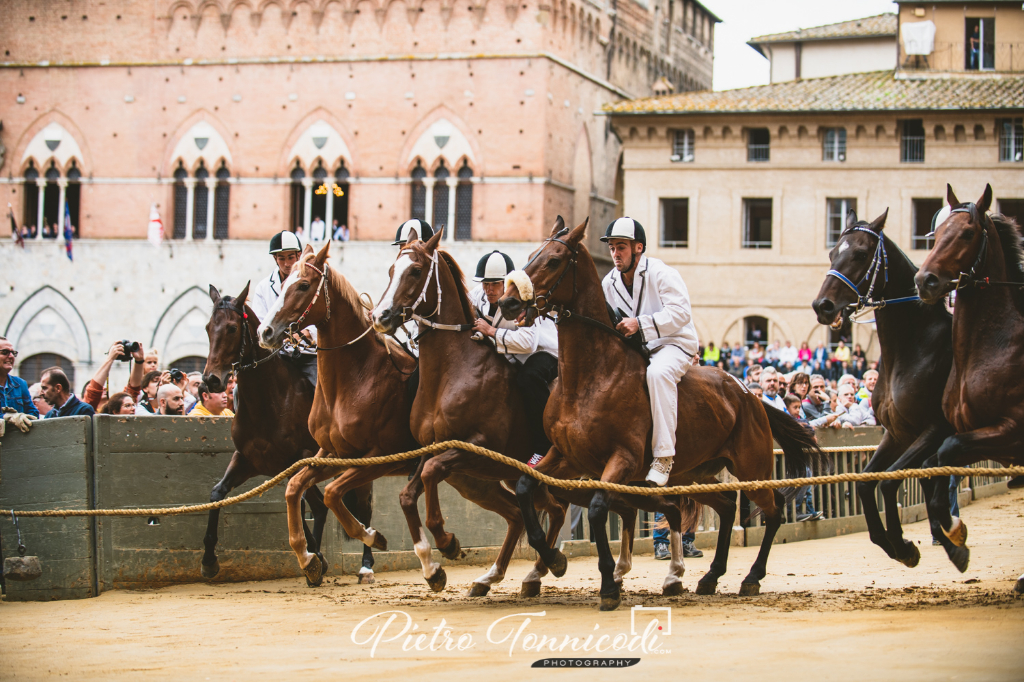 Palii 2022: sono 61 i cavalli che hanno già esperienza in Piazza del Campo