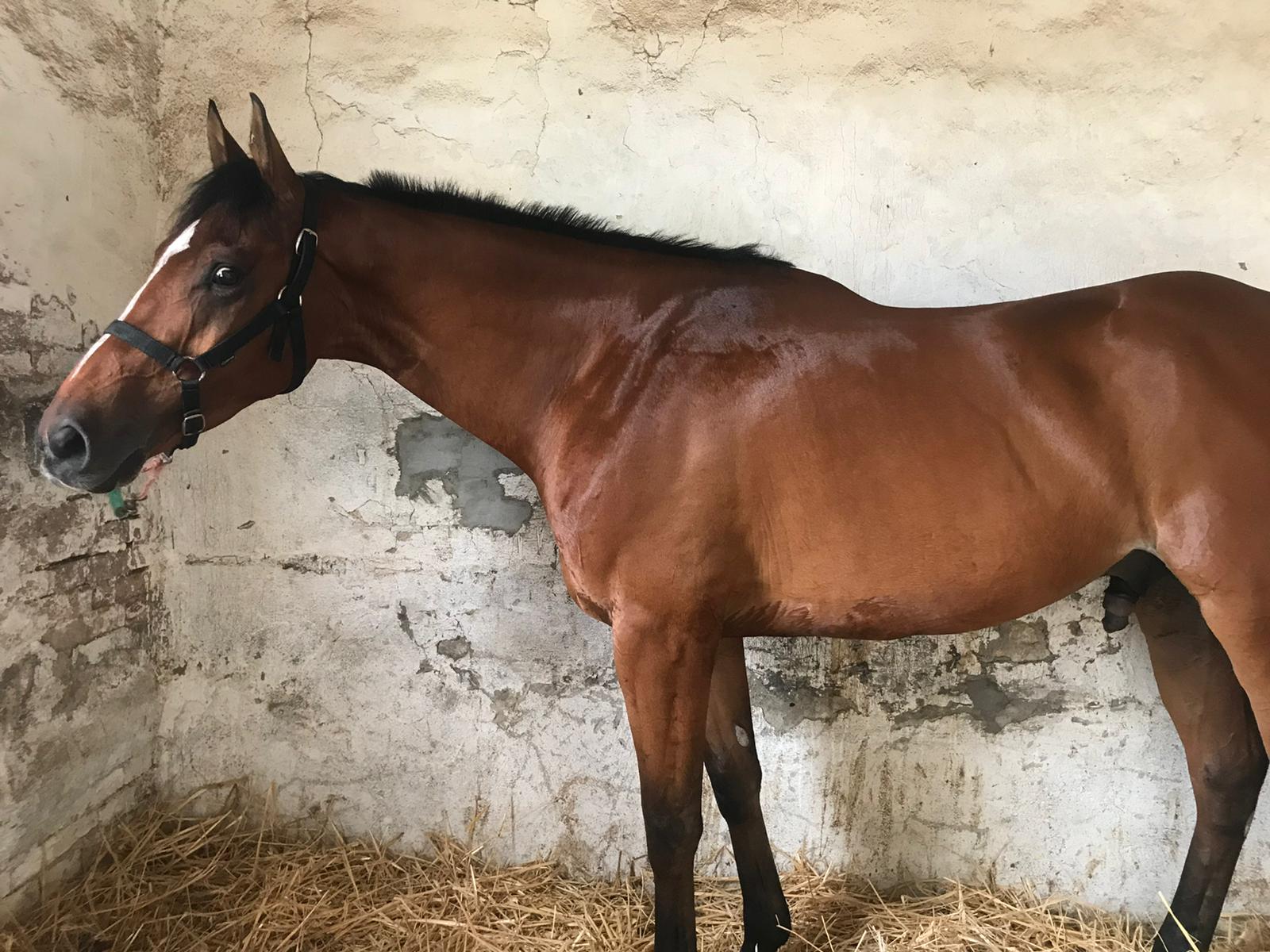 Il cavallo Vento Fresco è in vendita