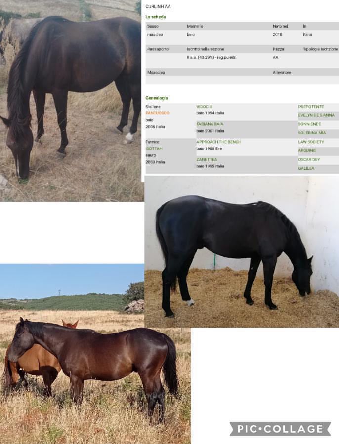 Il cavallo Curlinh è in vendita