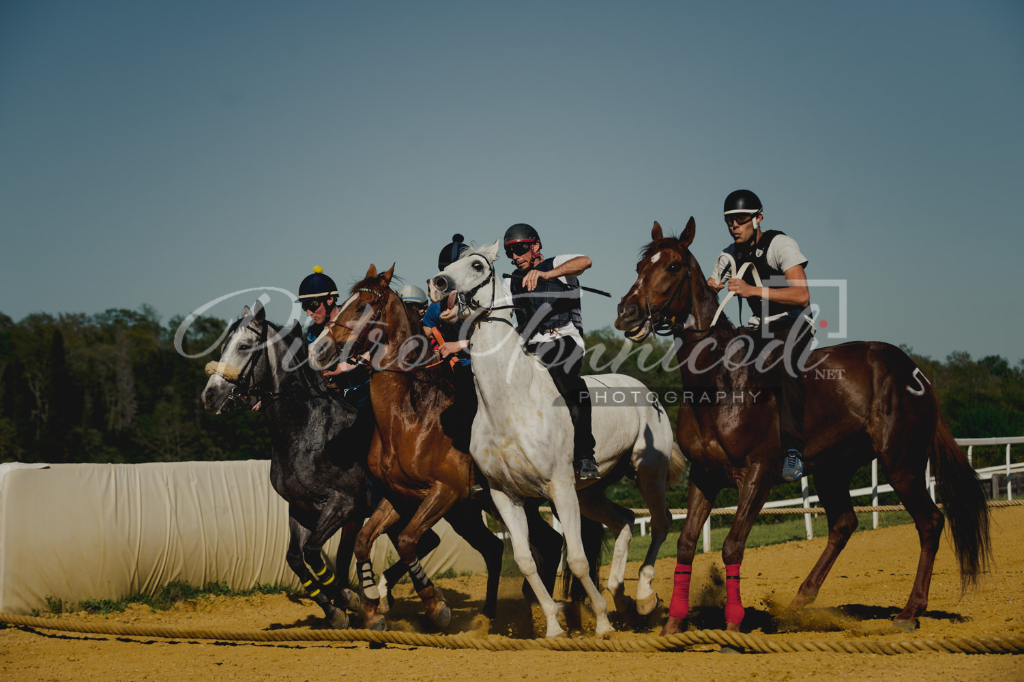 Ecco il calendario dell'addestramento per i cavalli da Palio 