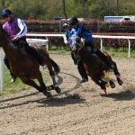 Legnano: la fotogallery delle corse al Centro Ippico Etrea