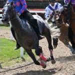 Legnano: la fotogallery delle corse al Centro Ippico Etrea