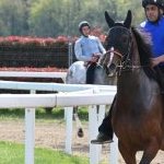 Legnano: la fotogallery delle corse al Centro Ippico Etrea