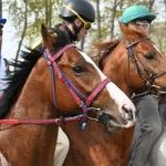 Legnano: la fotogallery delle corse al Centro Ippico Etrea