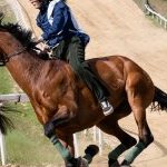 Corse a Monticiano: la fotogallery di Marco Procaccini