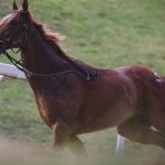 Corse a Monticiano: la fotogallery di Marco Procaccini