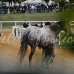 Mociano: la fotogallery dei lavori di addestramento di ieri