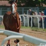 Monteroni d'Arbia: la fotogallery delle corse di oggi