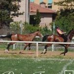 Monteroni d'Arbia: la fotogallery delle corse di oggi