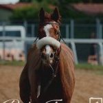 Monteroni d'Arbia: la fotogallery delle corse di oggi