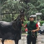 Fucecchio: la prima gallery fotografica del palio 2023