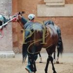 Palio 2 luglio 2023: ecco la fotogallery della Prova Generale