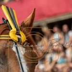 Palio 2 luglio 2023: la prima fotogallery di Massimiliano Bruttini