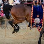 Palio 2 luglio 2023: la prima fotogallery di Massimiliano Bruttini