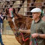 Palio 2 luglio 2023: la prima fotogallery di Massimiliano Bruttini