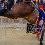 Palio 2 luglio 2023: la seconda fotogallery di Massimiliano Bruttini