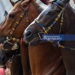 Palio 2 luglio 2023: la fotogallery di Massimo Pianigiani