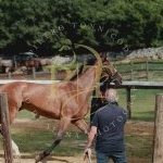 Palio 16 agosto 2023: terminata la prima giornata di Previsite: